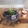 Transparent glasskål formad efter naturligt trä