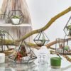 Glasterrarium med dekorativt växtarrangemang
