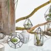 Kubformat terrarium för små växter