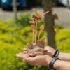 Dekorationsfigur i parasitträ med fågel och svampar